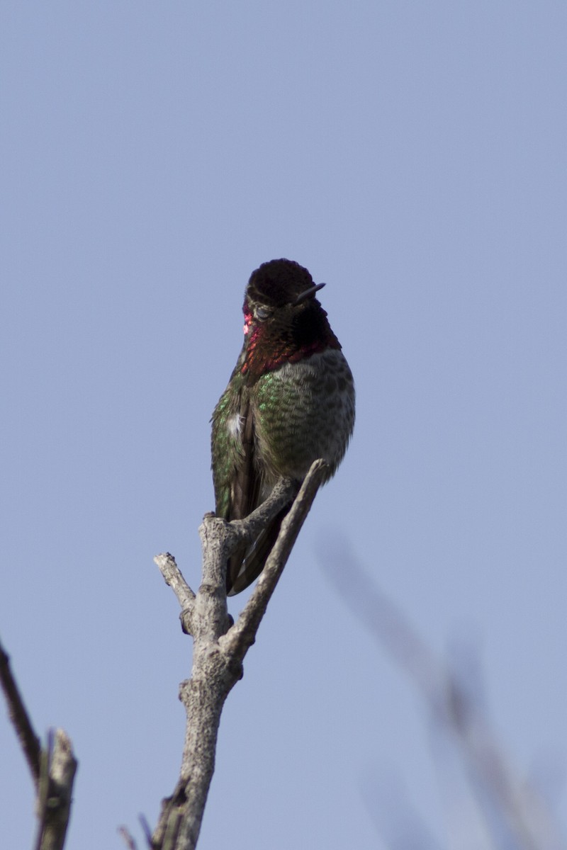 Anna's Hummingbird - Glenn Seeholzer