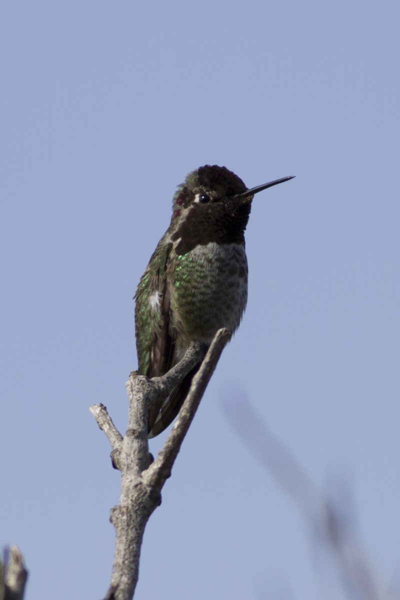 Anna's Hummingbird - ML349633271