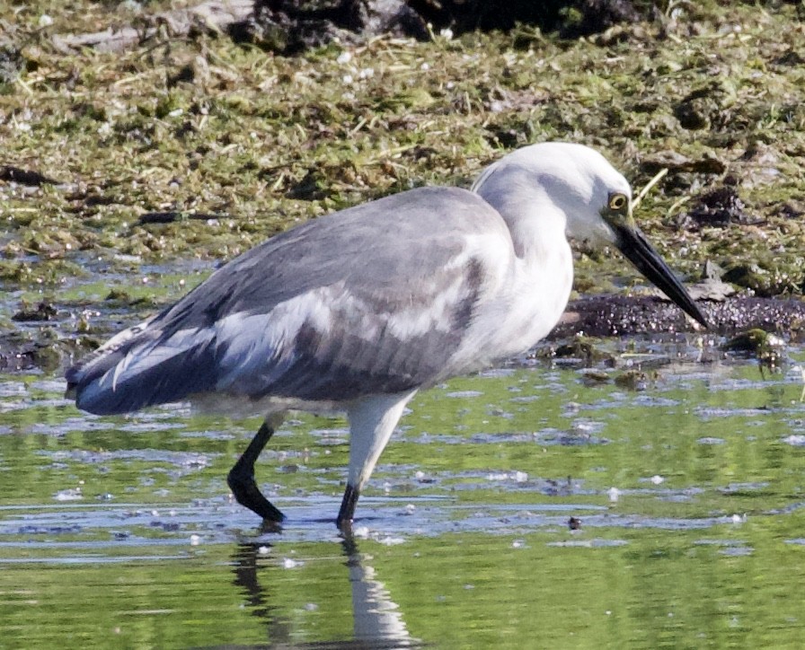 Little Blue Heron x Snowy Egret (hybrid) - ML349634141