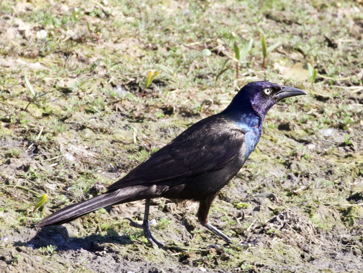 Common Grackle - David Gruver