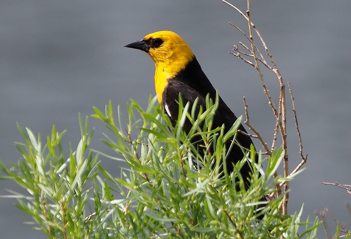 Yellow-headed Blackbird - ML349635101