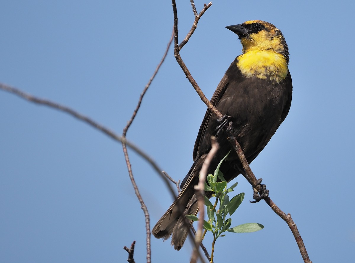 Yellow-headed Blackbird - ML349635141