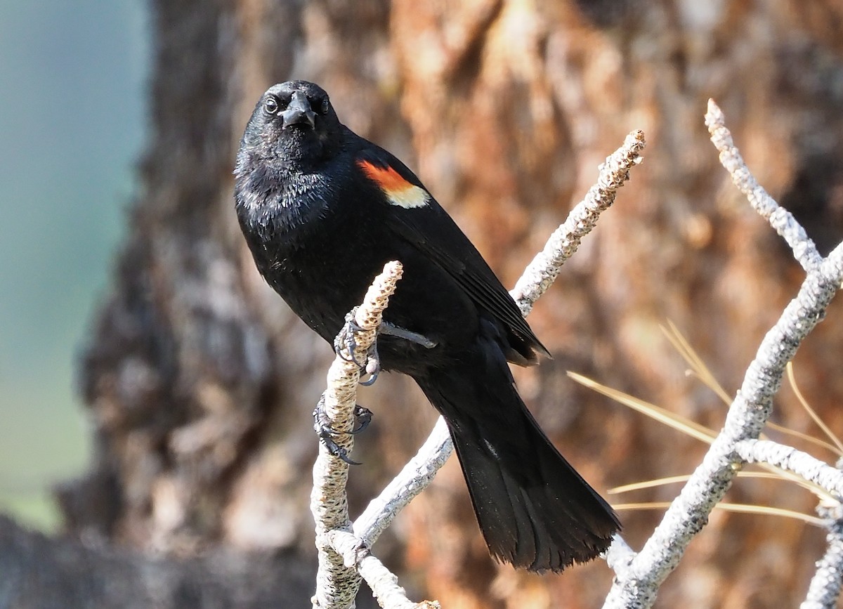 Red-winged Blackbird (Red-winged) - ML349635161