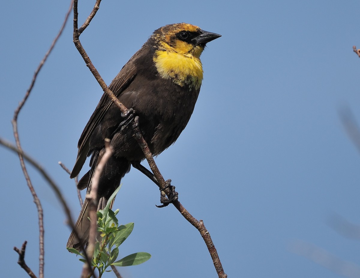 Yellow-headed Blackbird - ML349635171