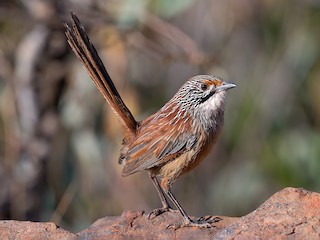  - Rufous Grasswren (Pilbara)