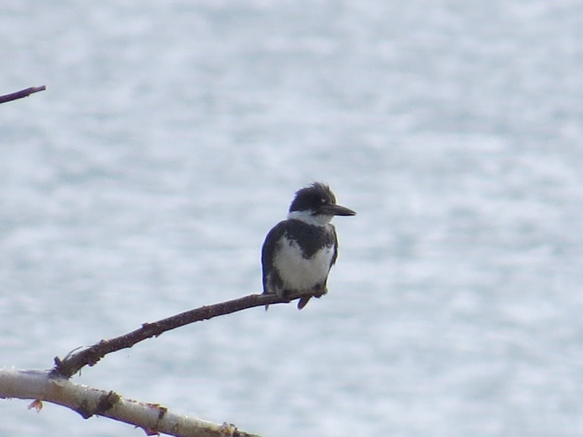 Belted Kingfisher - ML349636511