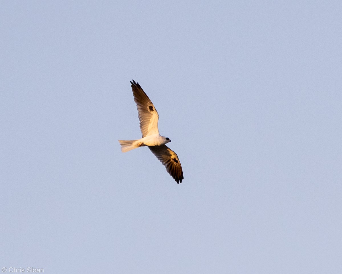 White-tailed Kite - Christopher Sloan
