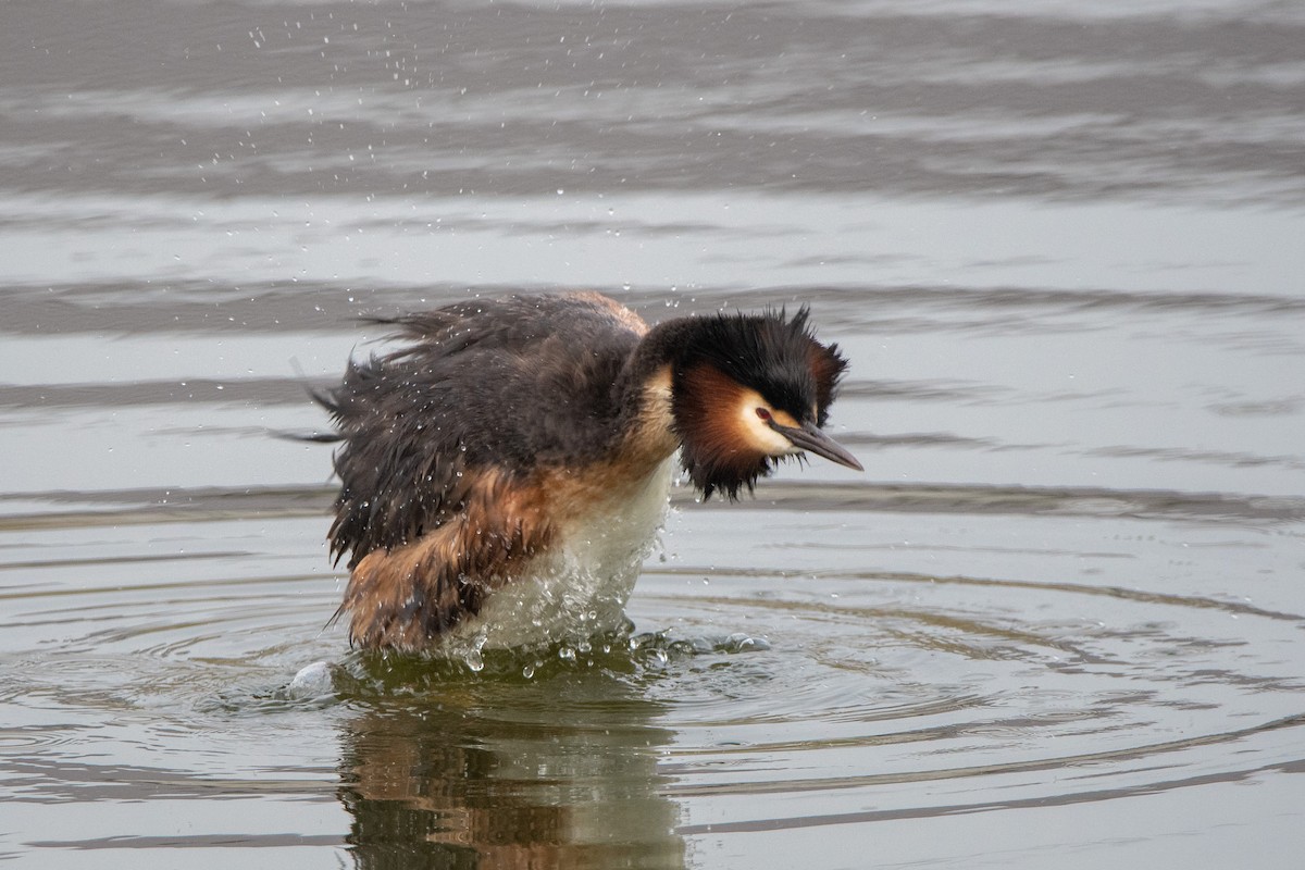 Great Crested Grebe - ML349647271