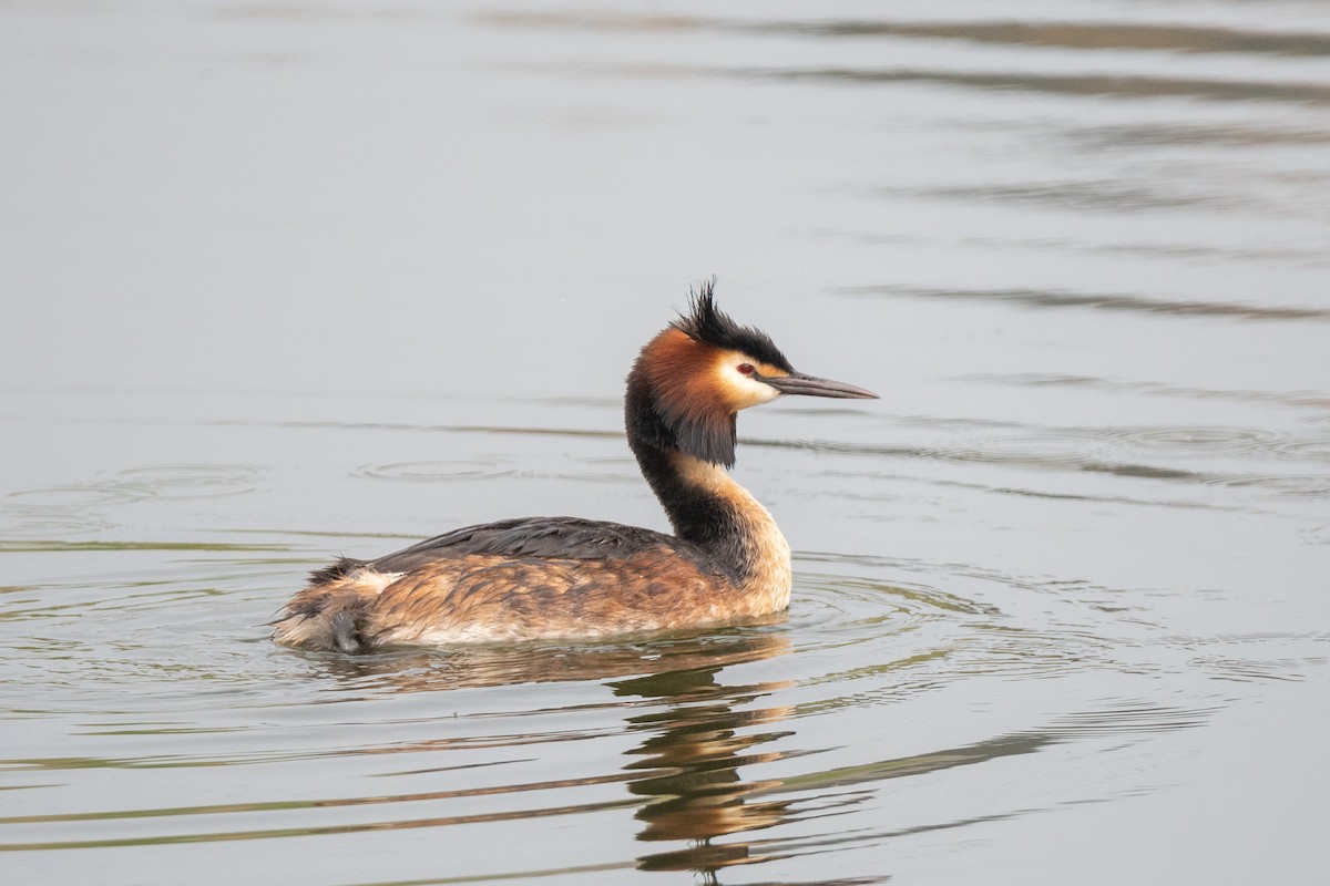 Great Crested Grebe - ML349647301
