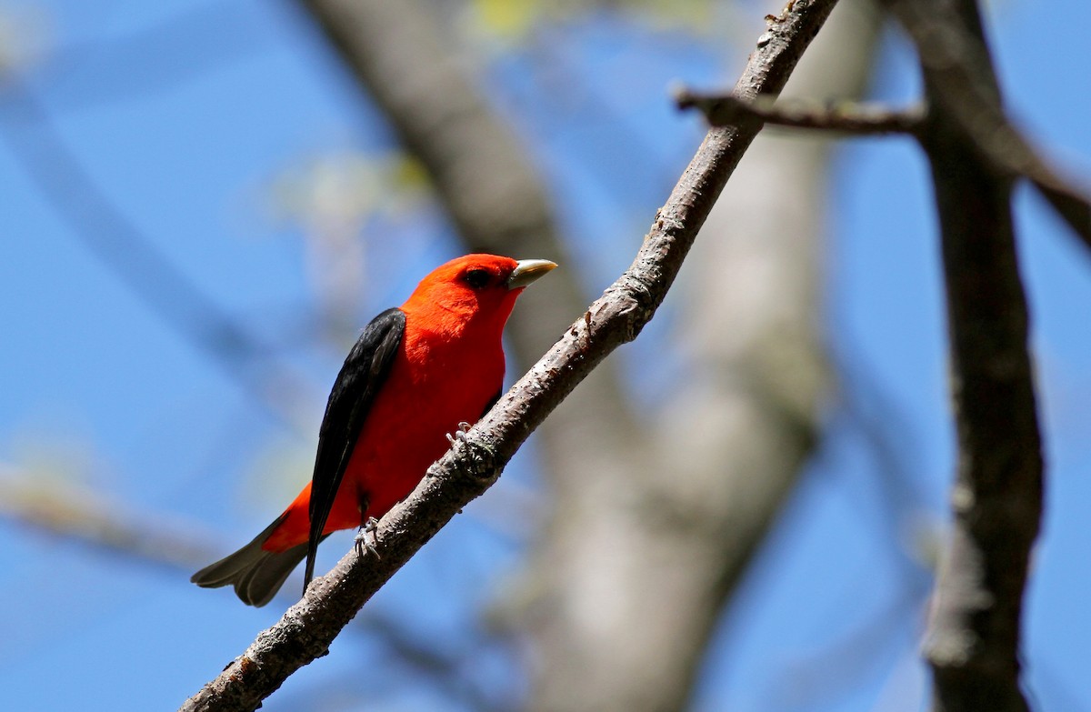 Scarlet Tanager - ML34964931