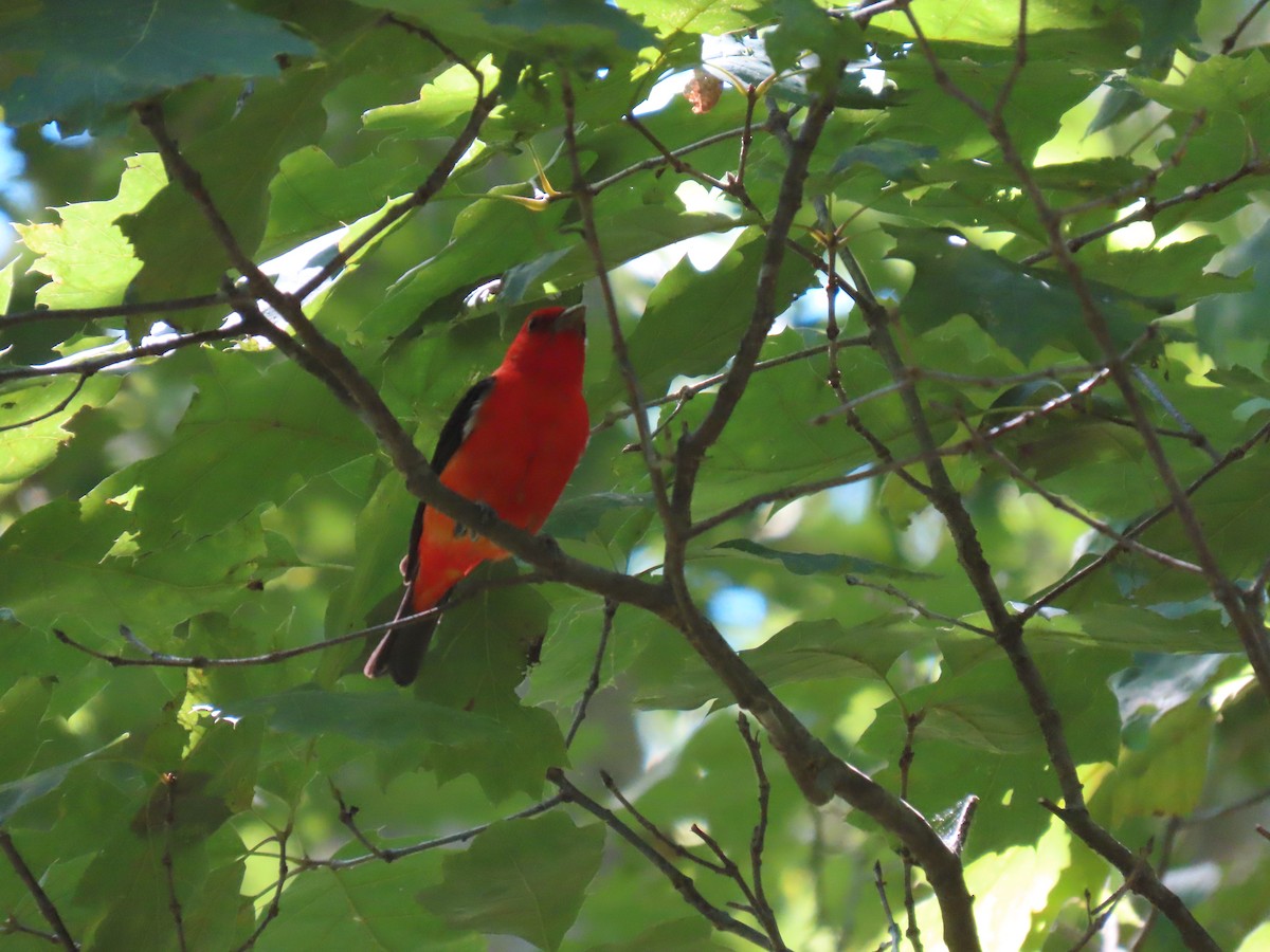 Scarlet Tanager - ML349651561