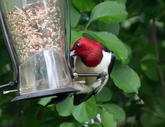 Red-headed Woodpecker - Russell Brummer