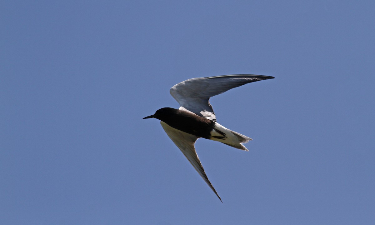 Black Tern - Jay McGowan