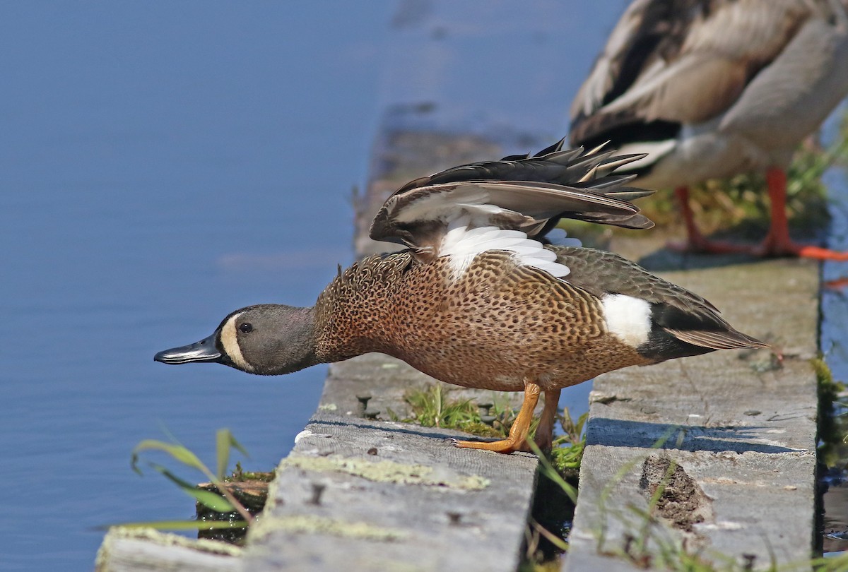 Blue-winged Teal - ML349668241