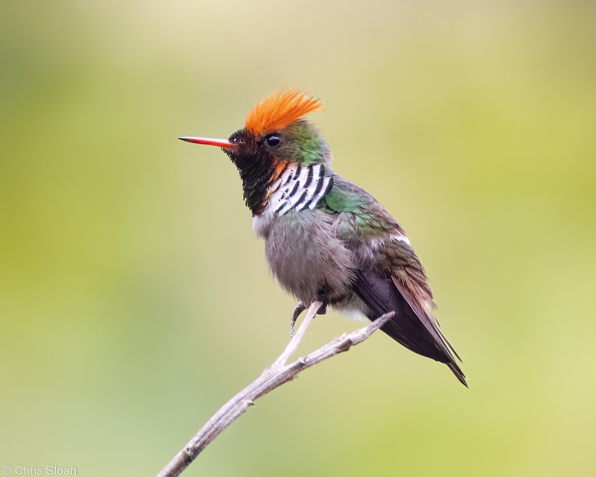 Frilled Coquette - Christopher Sloan