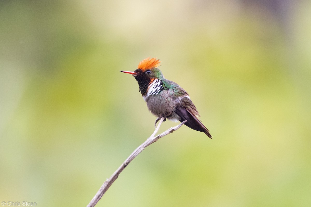 Frilled Coquette - ML349671091