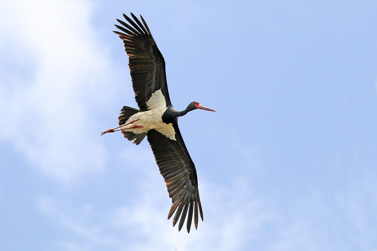 Black Stork - Francisco Barroqueiro