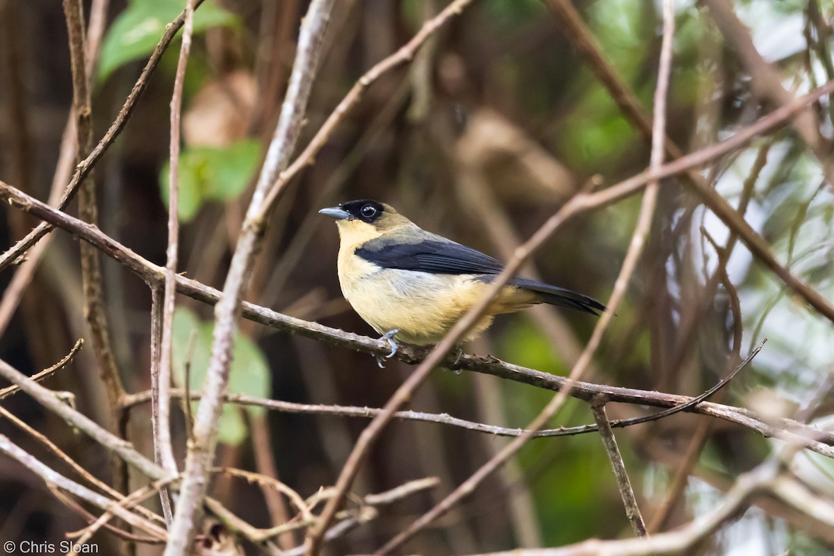 Black-goggled Tanager - ML349671671