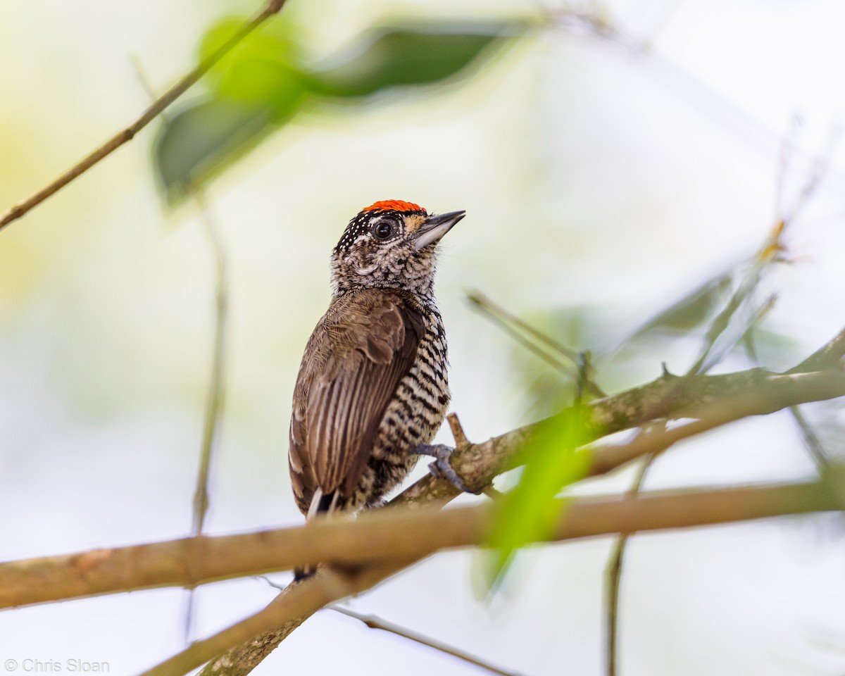 new world piculet sp. - ML349676131