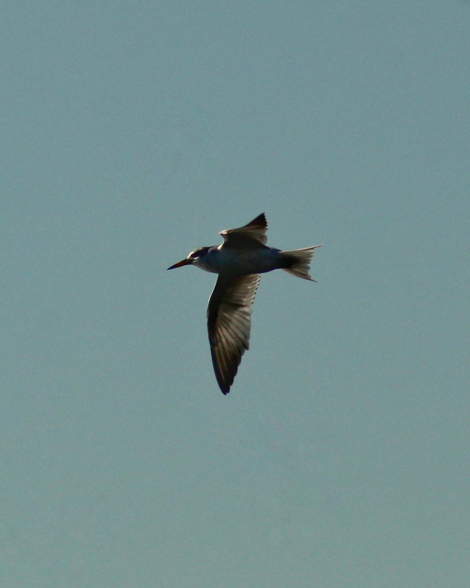 tern sp. - Guillermo Andreo