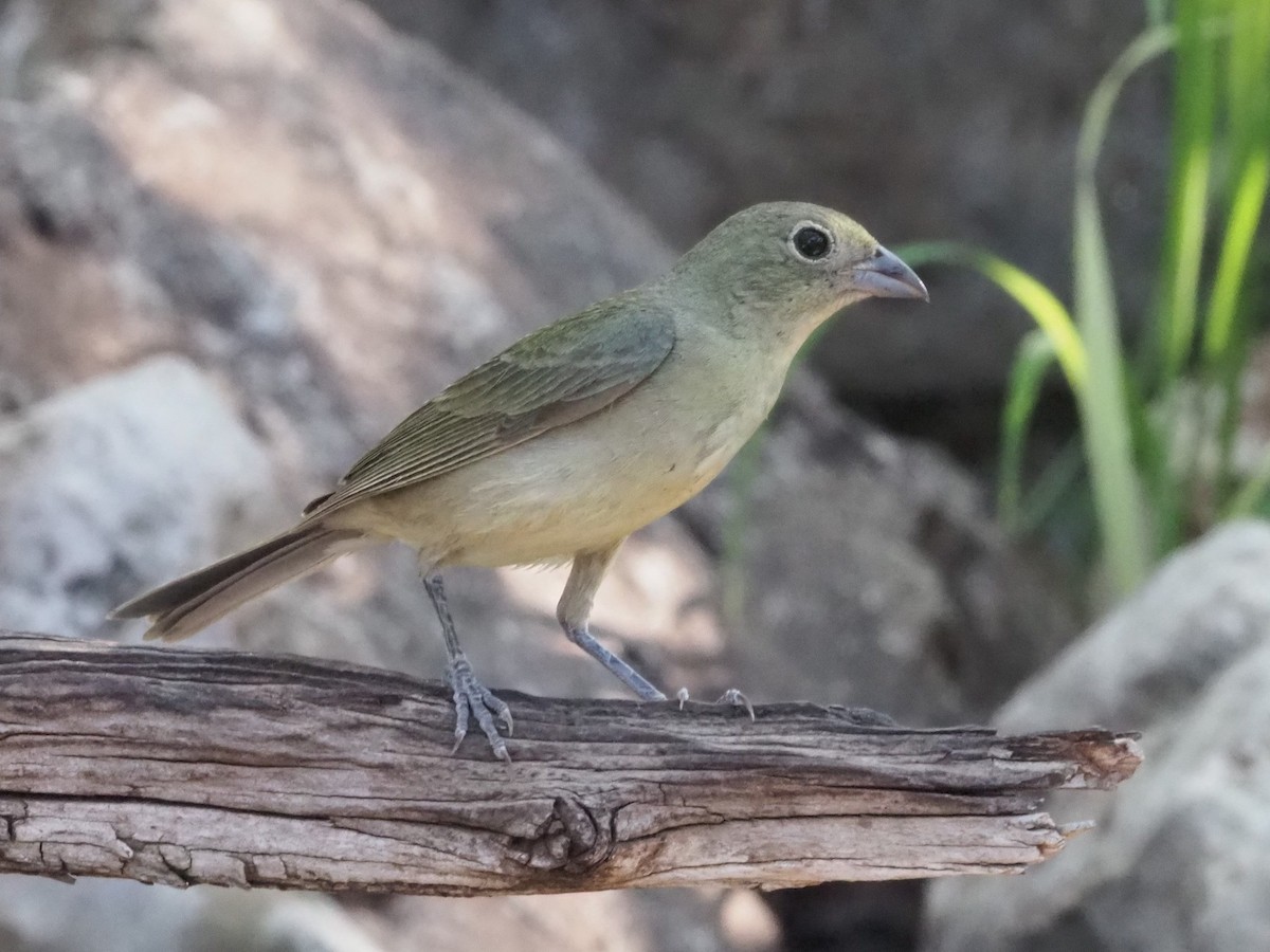 Painted Bunting - ML349680111