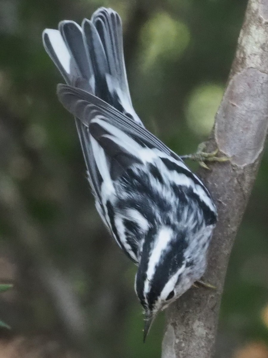 Black-and-white Warbler - ML349680531