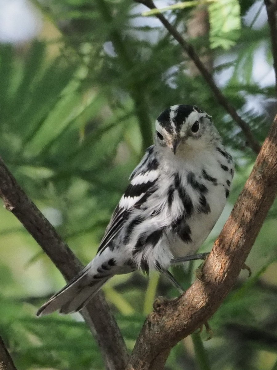 Black-and-white Warbler - ML349680541