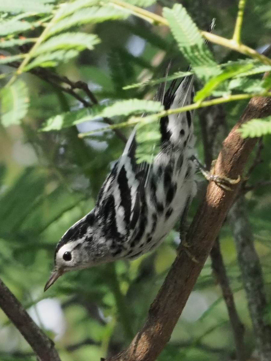 Black-and-white Warbler - ML349680551