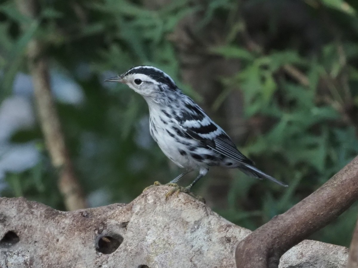 Black-and-white Warbler - ML349680691