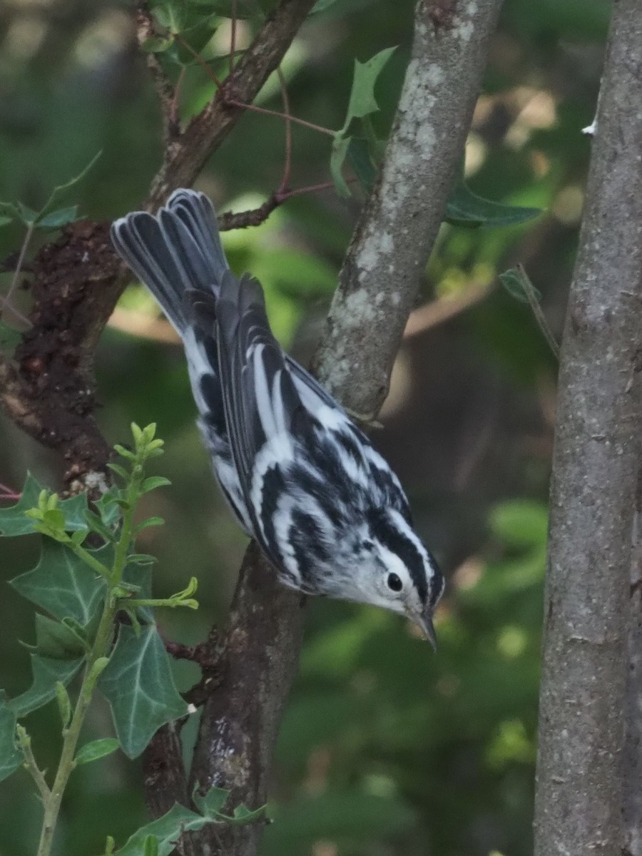 Black-and-white Warbler - ML349680701