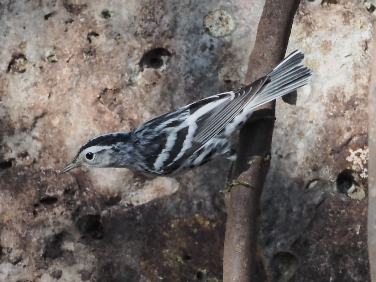 Black-and-white Warbler - ML349680711