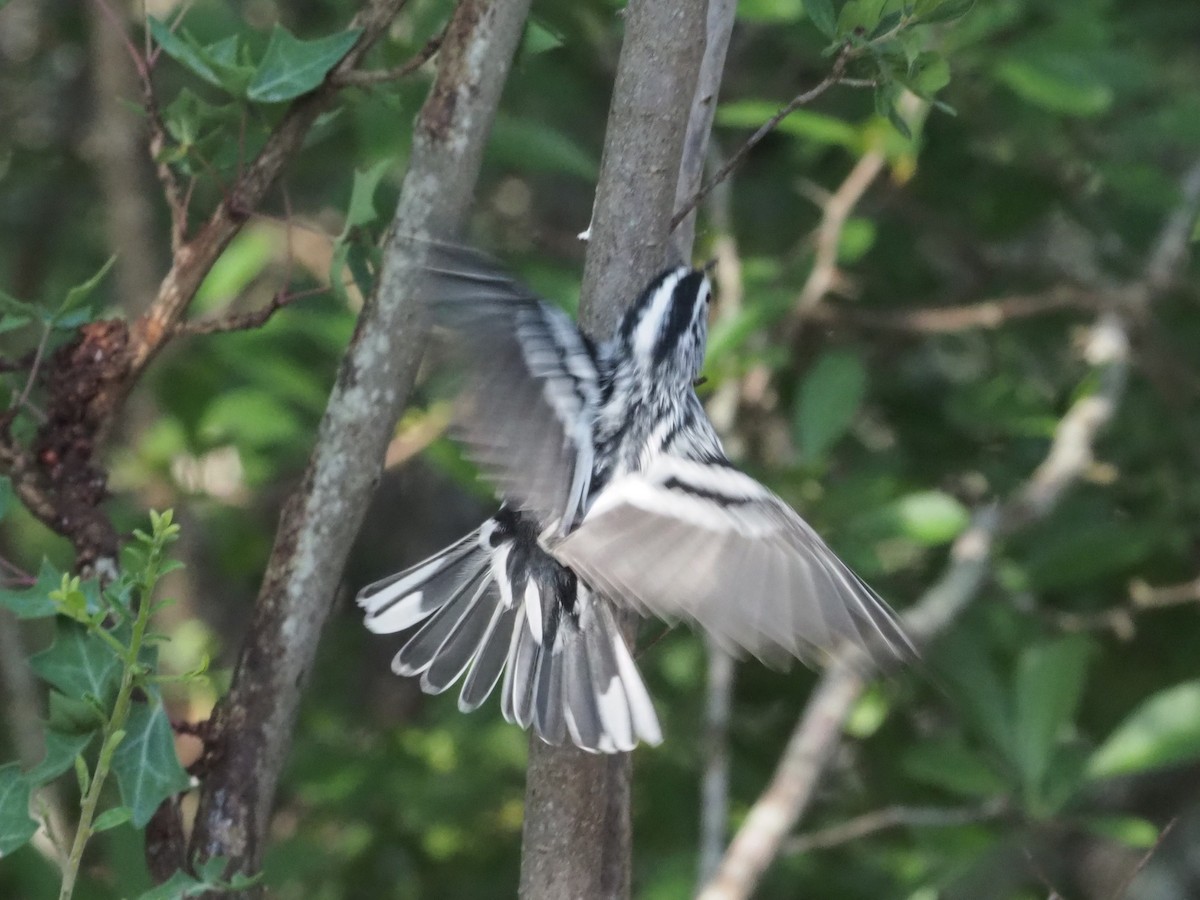 Black-and-white Warbler - ML349680721