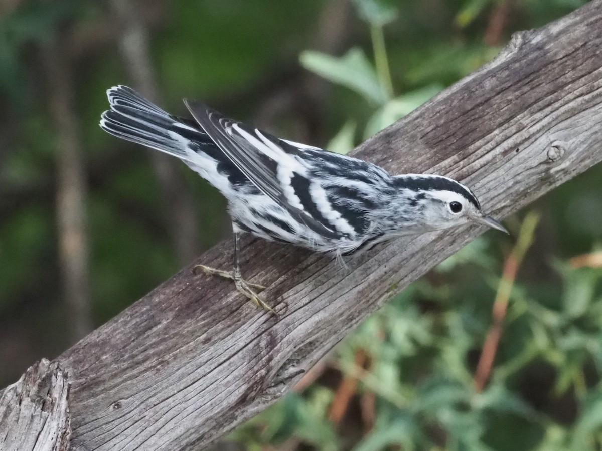 Black-and-white Warbler - ML349680861