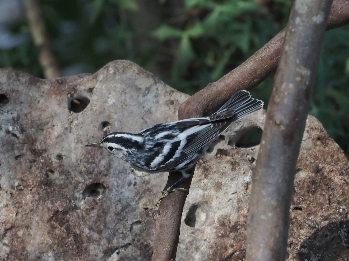 Black-and-white Warbler - ML349680871