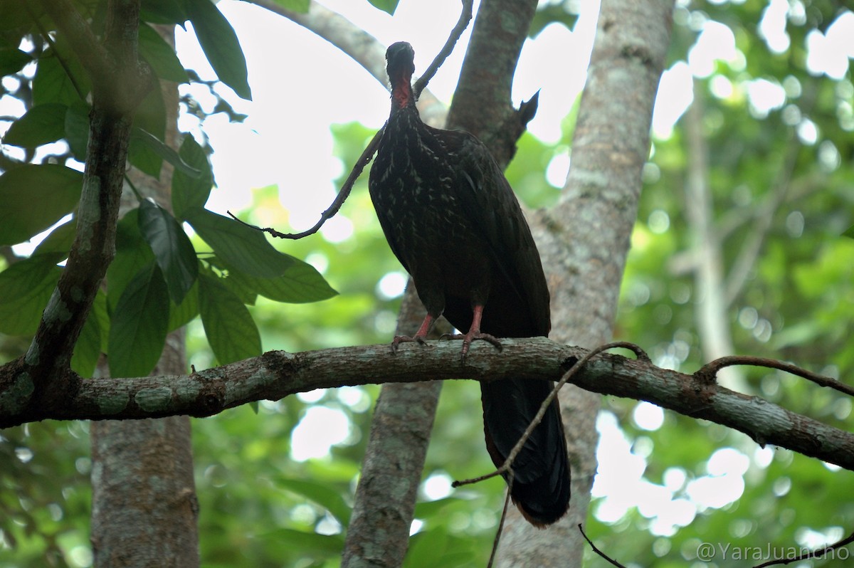 Crested Guan - ML349681461