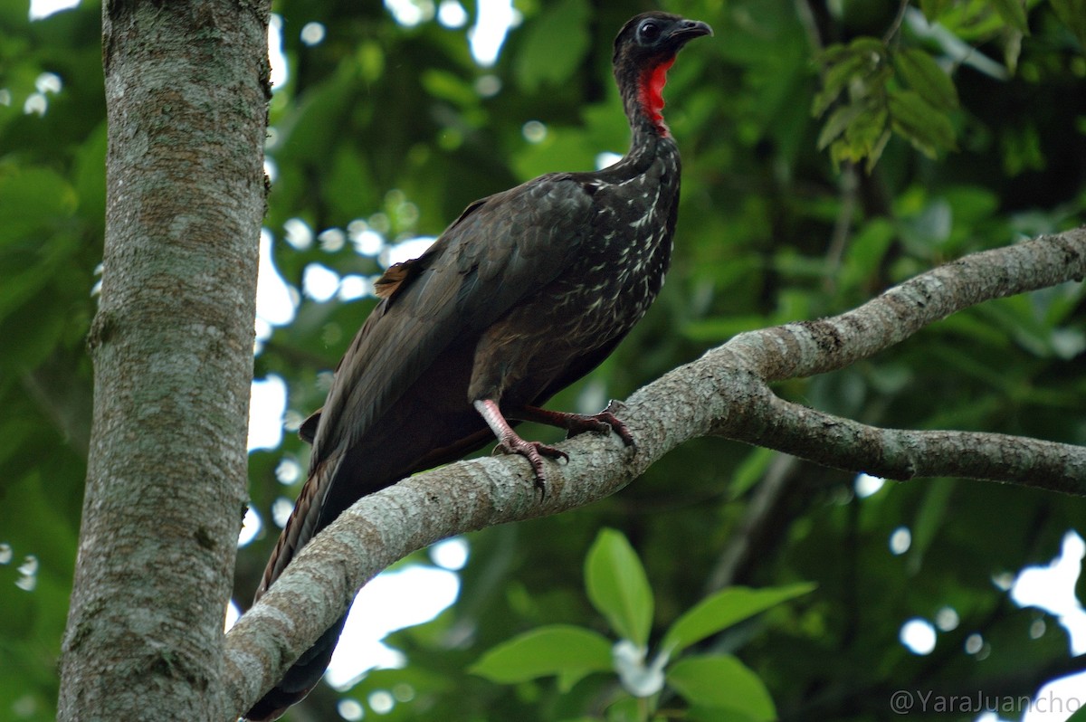 Crested Guan - ML349681711