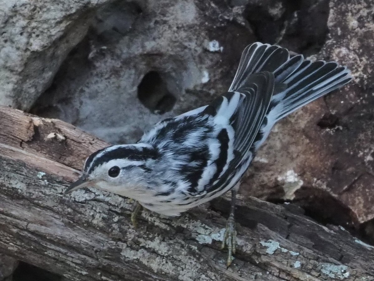 Black-and-white Warbler - ML349681791