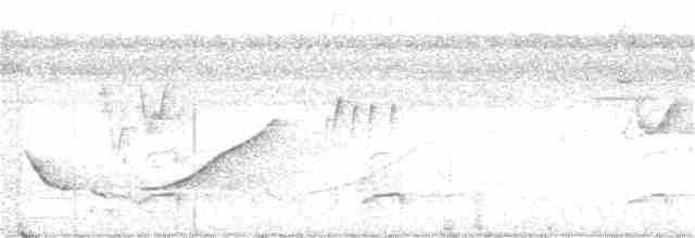 Canebrake Wren - ML349681901