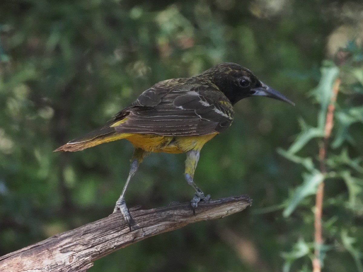 Orchard Oriole - ML349682391
