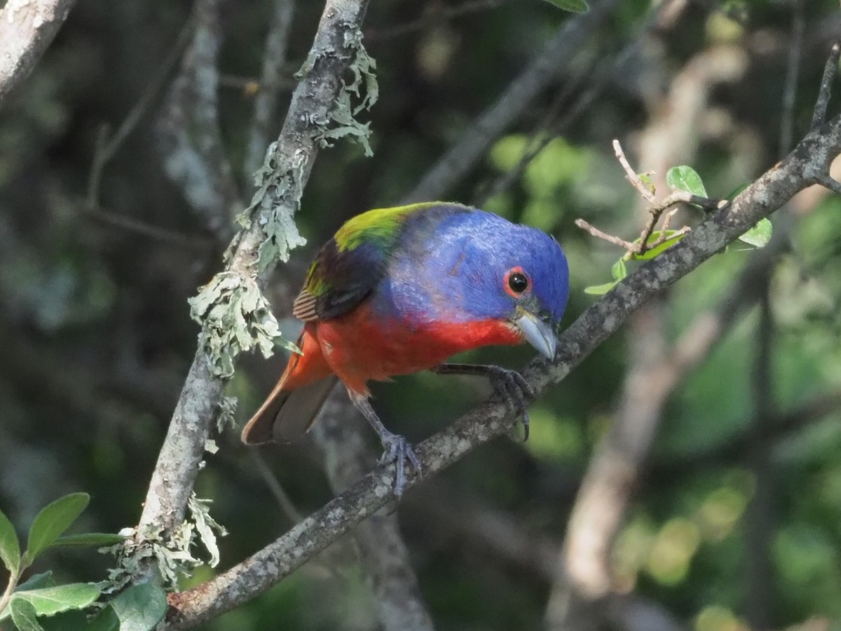 Painted Bunting - ML349682471