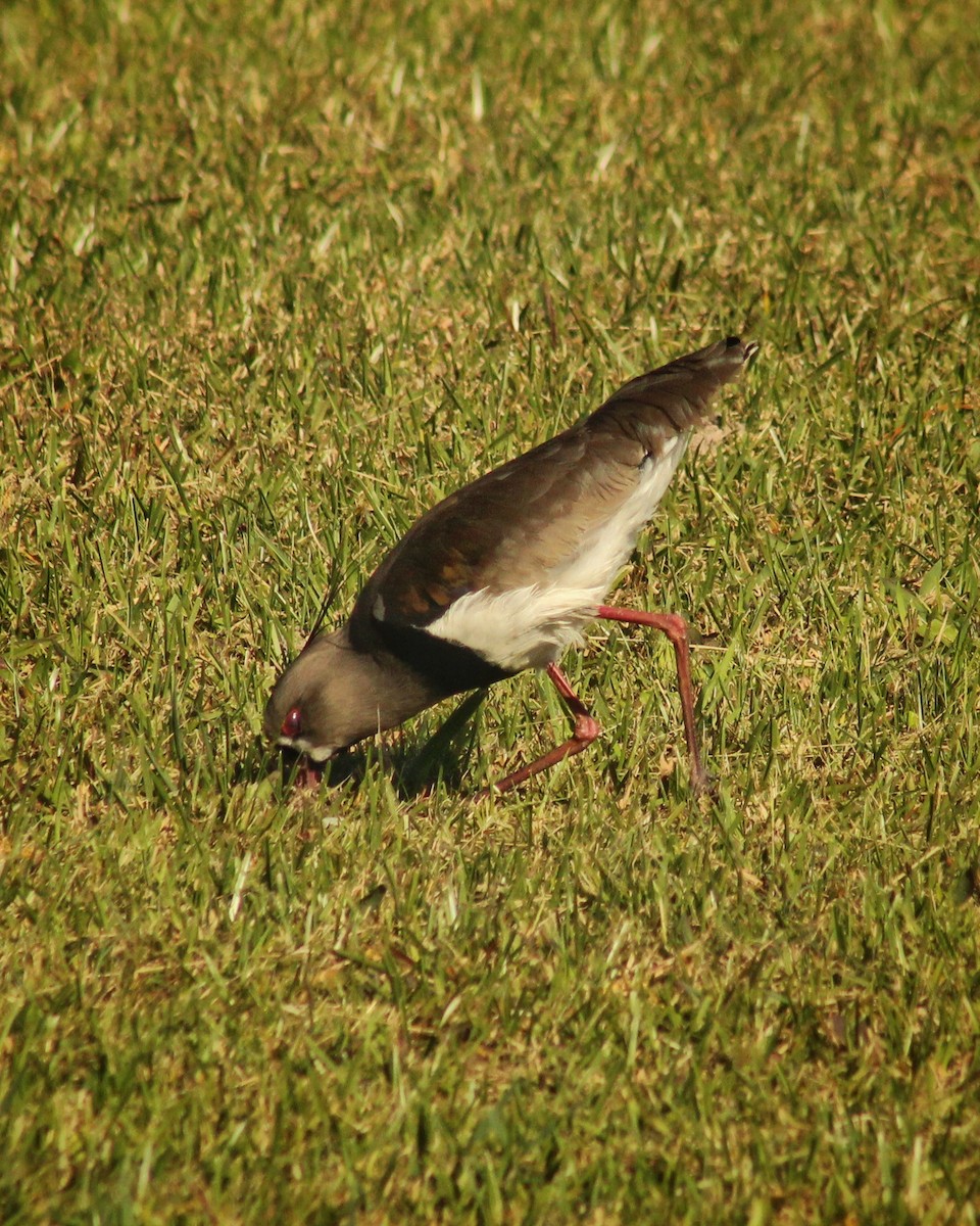 Southern Lapwing - Guillermo Andreo