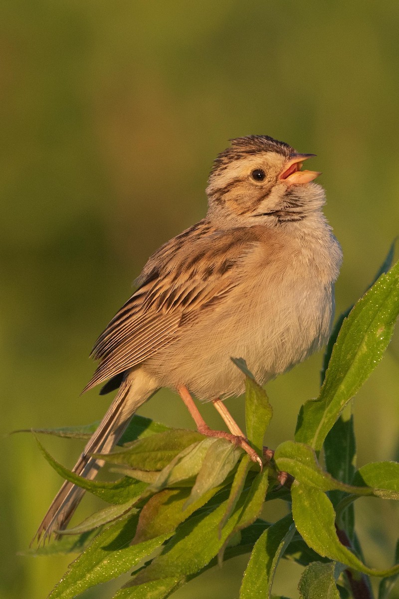 Clay-colored Sparrow - ML349685051