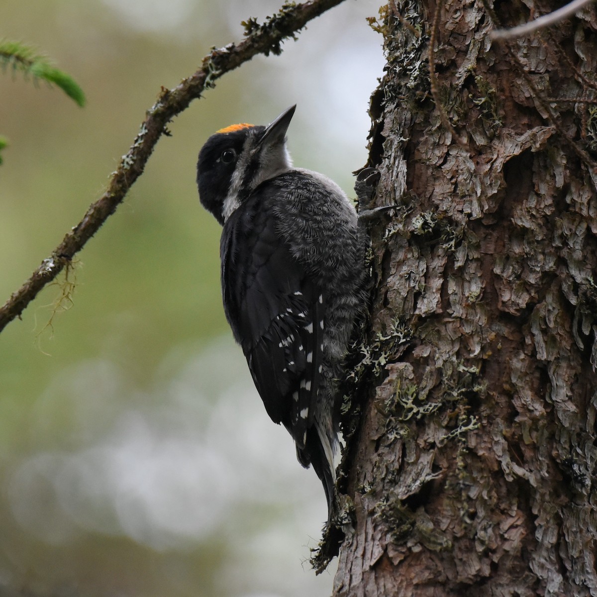 Black-backed Woodpecker - ML349687441