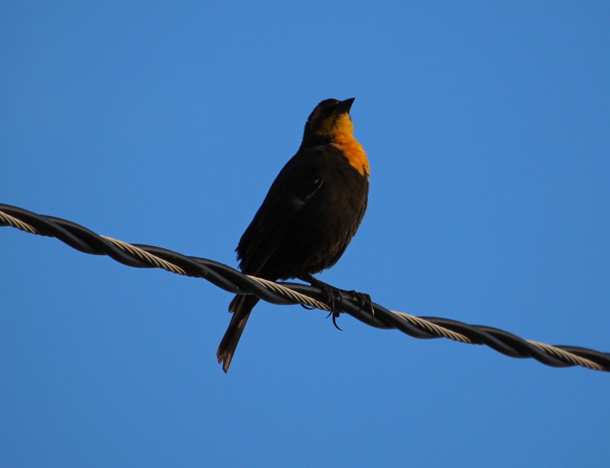 Yellow-headed Blackbird - ML34968751