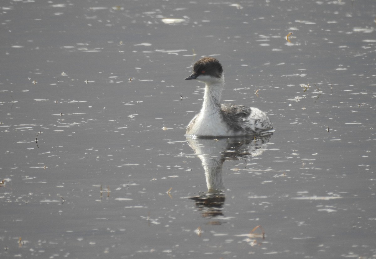 Silvery Grebe (Andean) - ML349690911