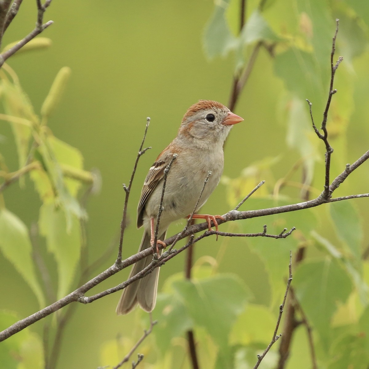 Field Sparrow - Willy Hutcheson