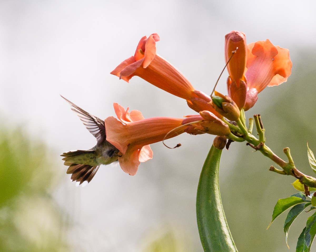 Ruby-throated Hummingbird - Shayna Marchese