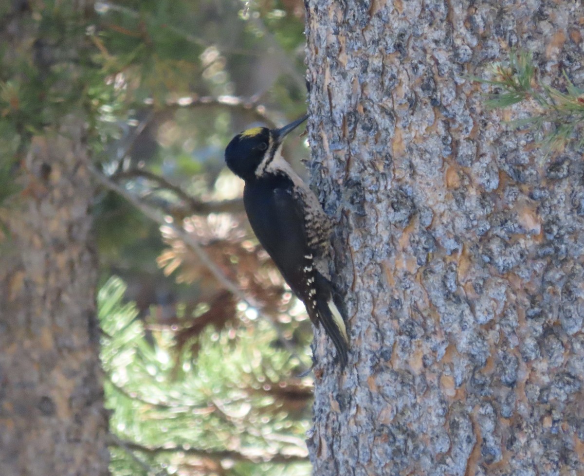 Black-backed Woodpecker - ML349702901