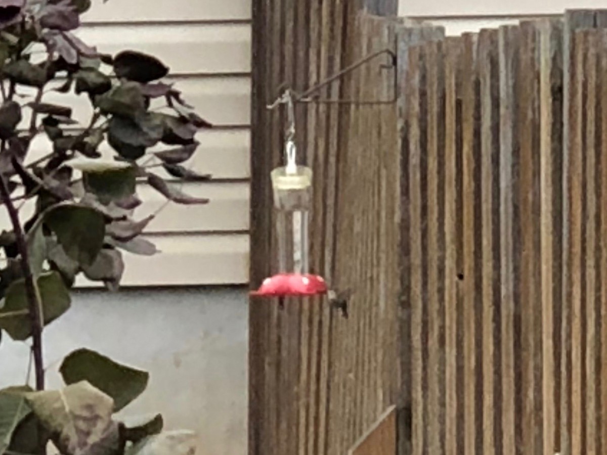 Anna's Hummingbird - ML349706071