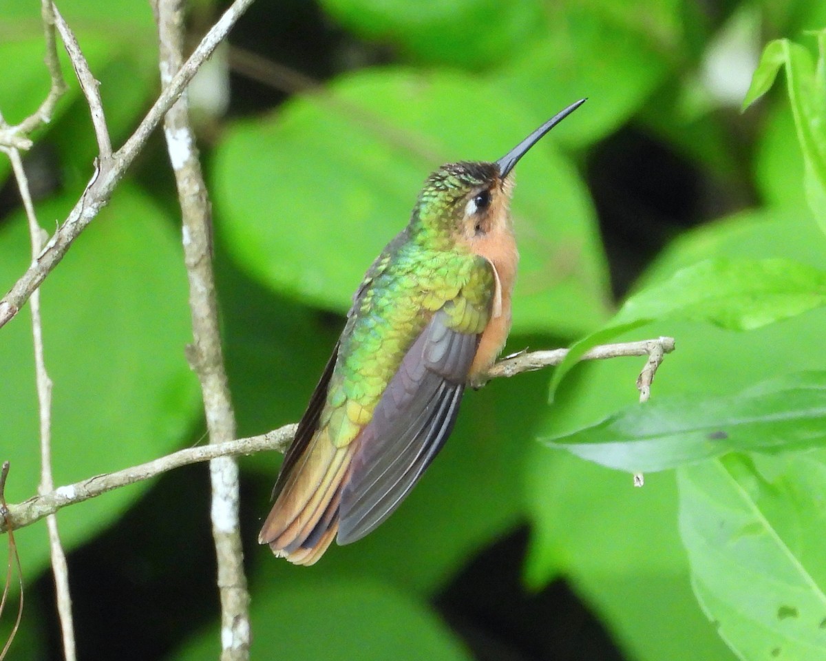 kolibřík pestroocasý - ML349707591